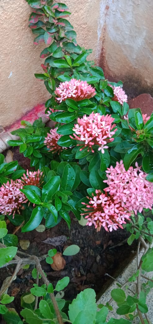 curryleaf